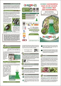 triptico halyomorpha halys